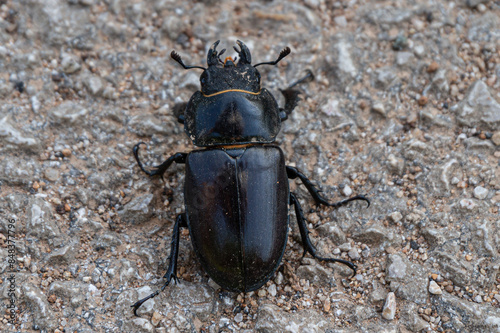 Lucanus cervus