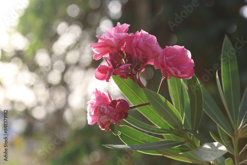 pink Oleander flowers  Nerium oleander  in spring 