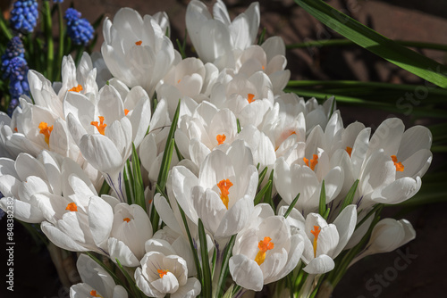 Crocus Large Flowering Jeanne D' Arc