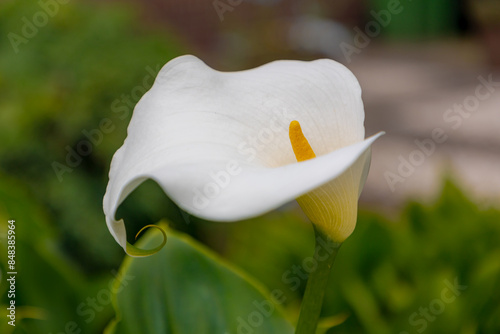 Selective focus of white yellow flower in the garden, Zantedeschia aethiopica commonly known as calla lily and arum lily is a species of flowering plant in the family Araceae, Nature floral background photo
