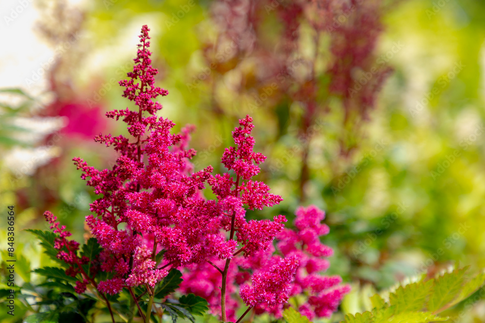 Selective focus of violet purple flowers Astilbe japonica in the garden with green leaves, Astilbe is a genus of rhizomatous flowering plants within the family Saxifragaceae, Nature floral background. Selective focus of violet purple flowers Astilbe japonica in the garden with green leaves, Astilbe is a genus of rhizomatous flowering plants within the family Saxifragaceae, Nature floral background.