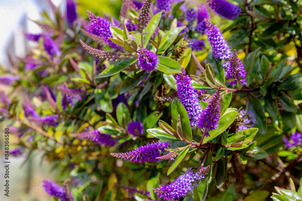 Selective focus of purple blue flowers with green leaves in the garden, Hebe is a genus of plants, Shrubby Veronica is a small evergreen, Dome-shaped shrub featuring tiny, Nature floral background. Selective focus of purple blue flowers with green leaves in the garden, Hebe is a genus of plants, Shrubby Veronica is a small evergreen, Dome-shaped shrub featuring tiny, Nature floral background.