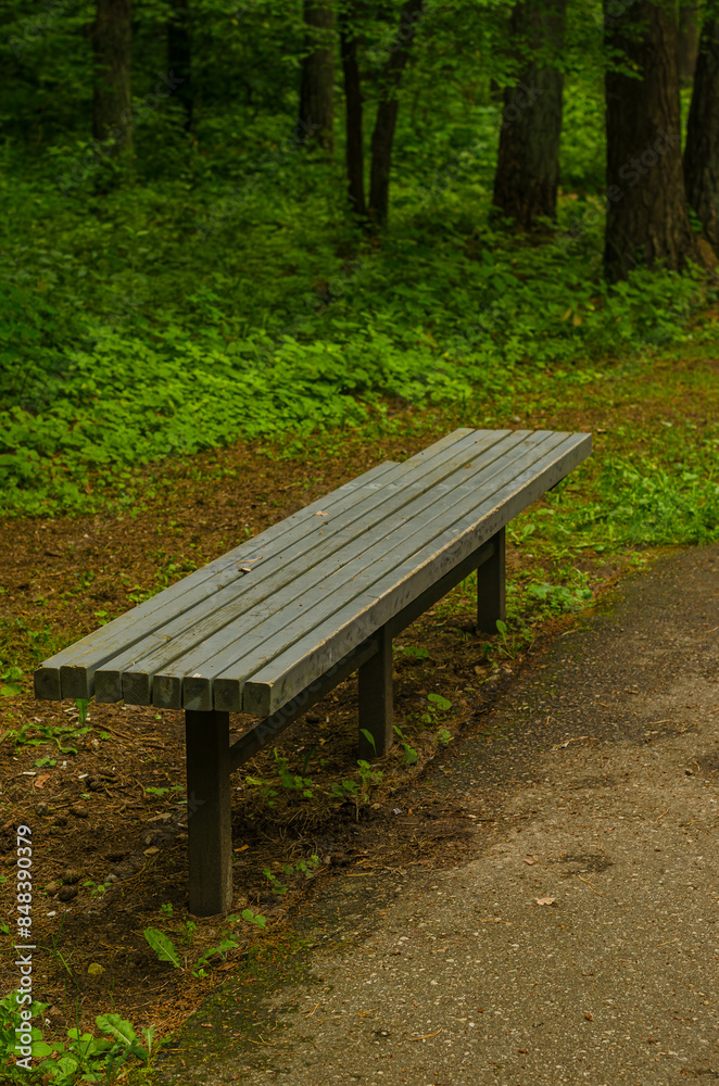 Wooden bench by the forest trail in the park. High quality photo Wooden bench by the forest trail in the park. High quality photo