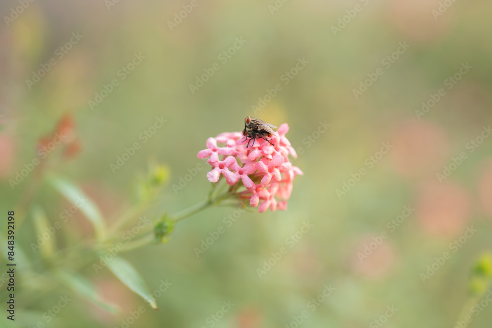 Close up of a fly with wings and legs isolated. A black insect, Animal bug. Close up of a fly with wings and legs isolated. A black insect, Animal bug.