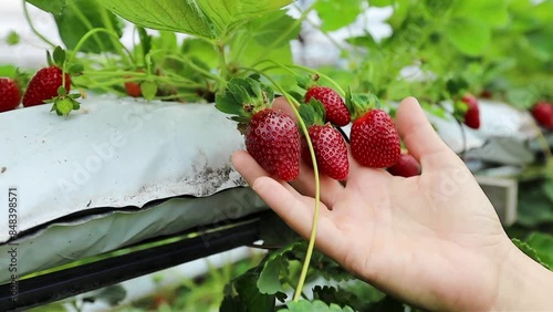 Woman's hand picking ripe red srawberries on the strawberry farm  photo