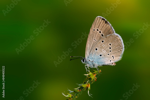 Polyommatus semiargus. Mazarine Blue. Green nature background.  photo