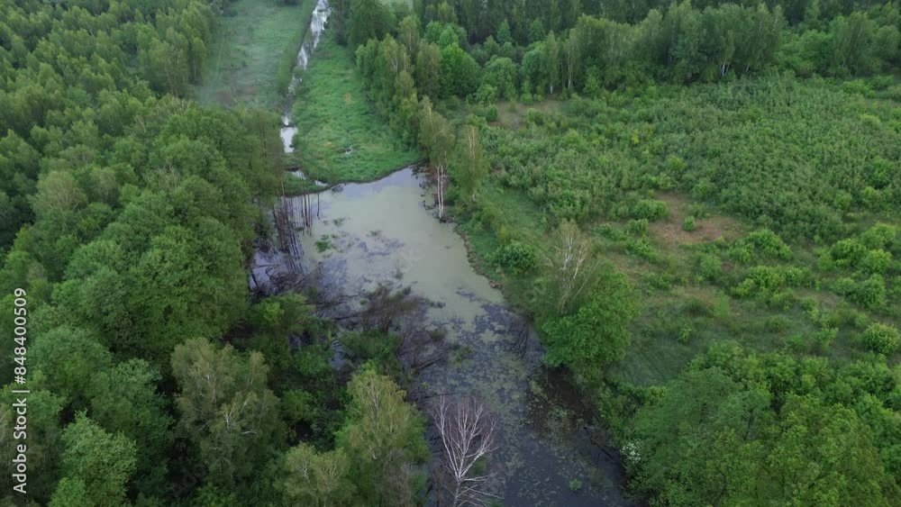 Wetland Ecosystem with Marsh and Pond Wetland Ecosystem with Marsh and Pond
