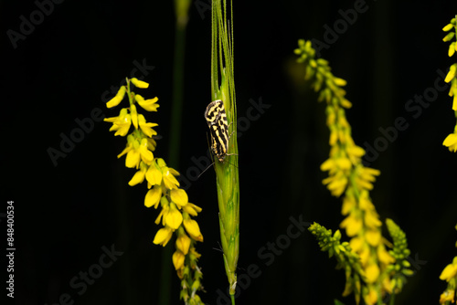 Emmelia trabealis. Spotted Sulphur. Plant: Melilotus officinalis. Sweet yellow clover.  photo