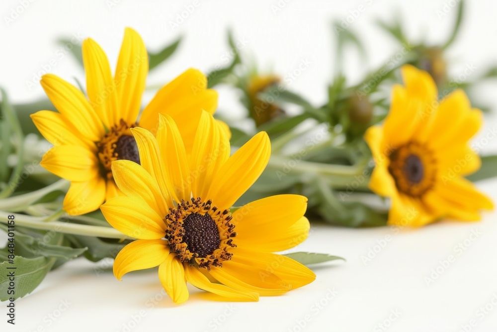 Fototapeta premium Bright yellow flowers in full bloom, capturing the vibrant colors and joyful essence of these cheerful blossoms