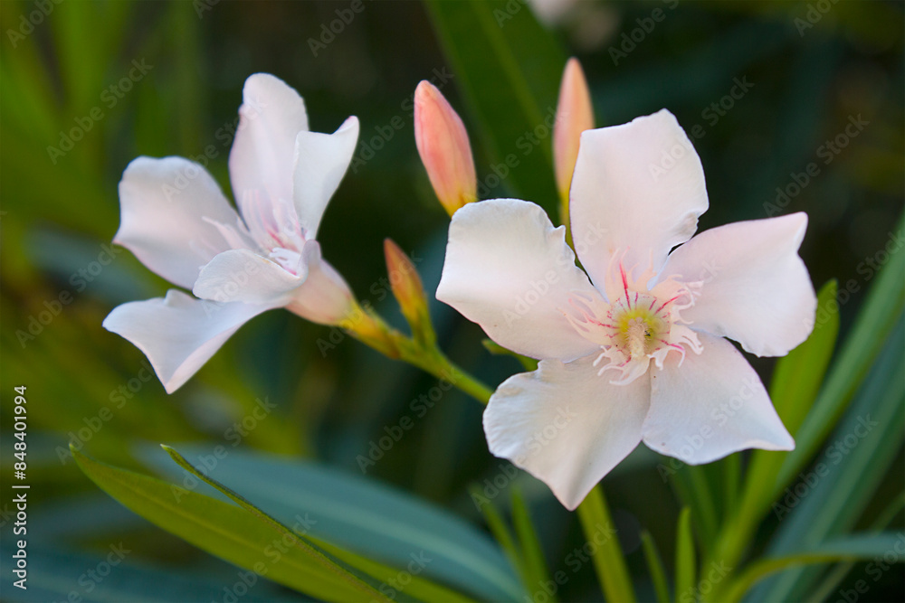 A close-up of a white oleander flower on a bush in the garden. Branch of blossoming oleander A close-up of a white oleander flower on a bush in the garden. Branch of blossoming oleander