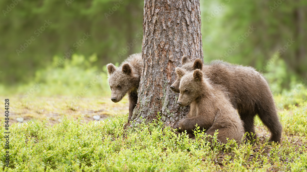 Three brown bear cubs are standing next to a big pine tree Three brown bear cubs are standing next to a big pine tree
