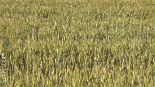 Gentle wheat spikes swaying in the wind, a serene natural scene capturing the essence of rural tranquility and agricultural beauty.