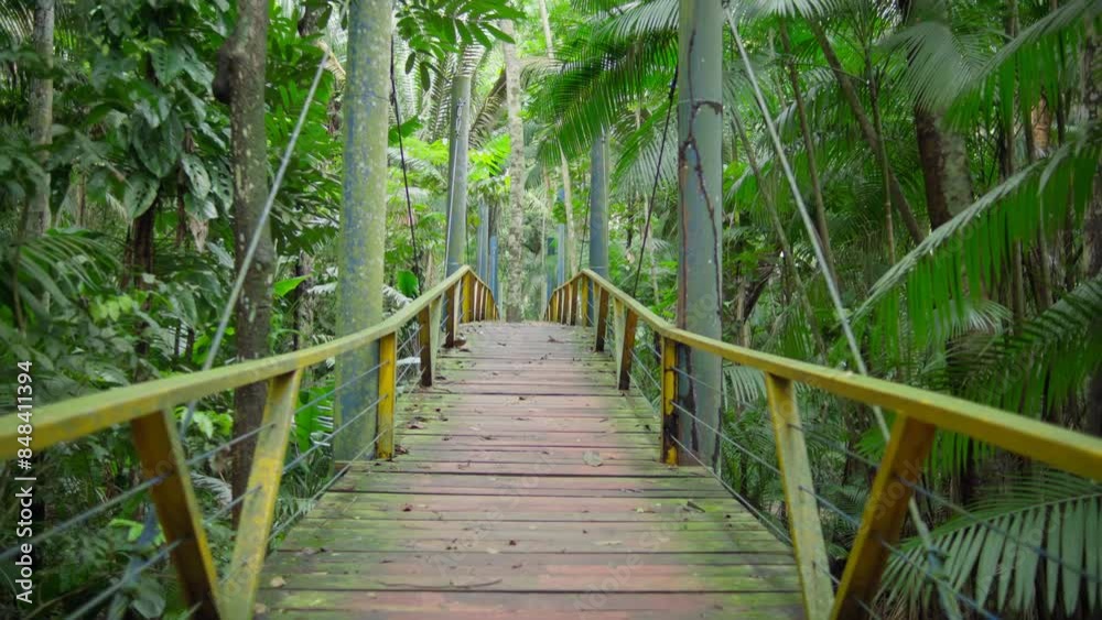 Suspended Bridge Walk Amidst the Amazon Rainforest Suspended Bridge Walk Amidst the Amazon Rainforest