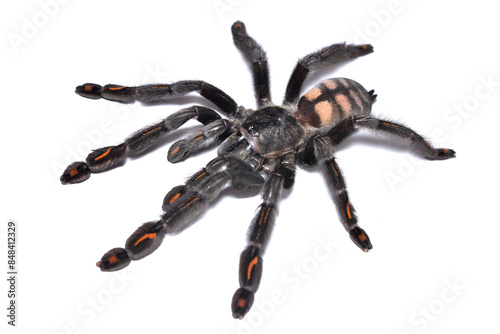 Closeup of a female of the Venezuelan suntiger spider Psalmopoeus irminia, a common pet tarantula originating from Venezuela, Guyana and Brazil photographed on white background.