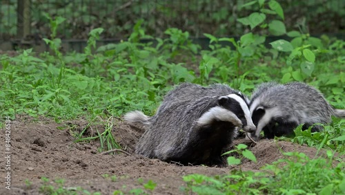 European badger (Meles meles) female teaching two four months old cubs to defecate in latrine in spring