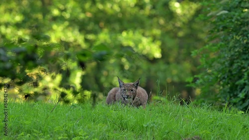 Eurasian lynx (Lynx lynx) two juveniles play fighting in meadow at forest edge