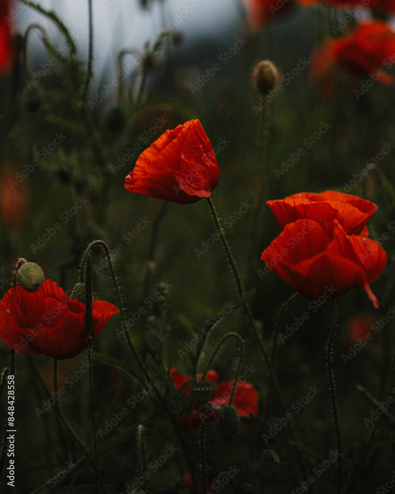 Obraz premium Der Mohn von seiner schönsten Seite