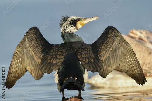 Kormoran