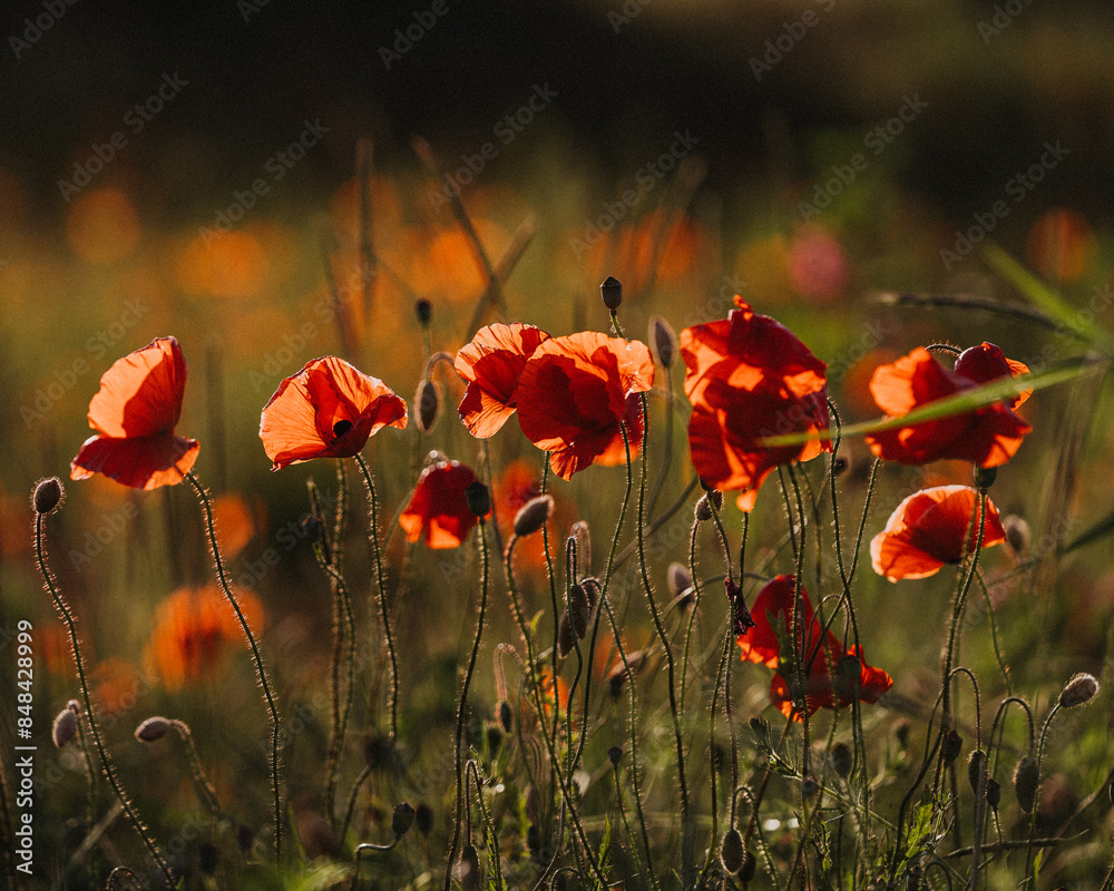 Obraz premium Der Mohn von seiner schönsten Seite 
