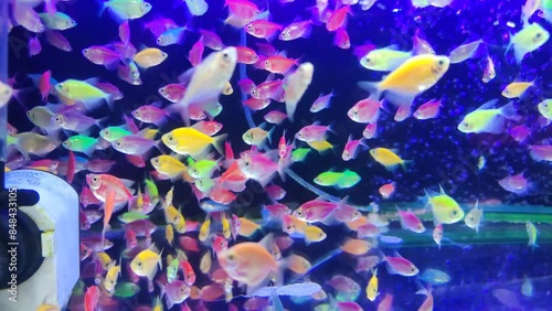Glofish fish are known as zebrafish which originate from the Southeast Himalayan region and have many varied solid colors, such as bright red, blue, green, yellow, pink and purple. photo
