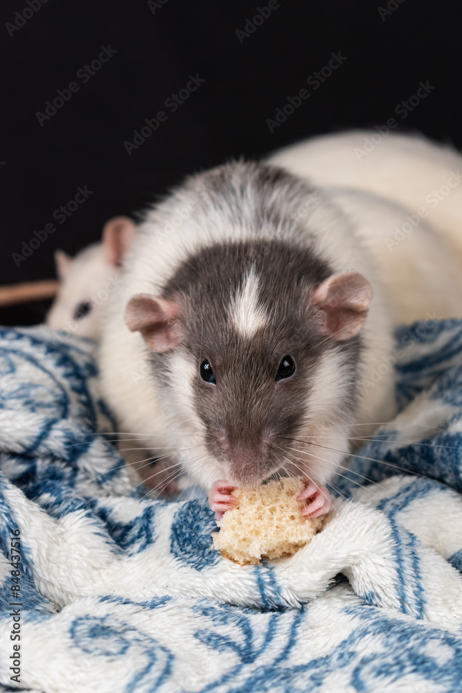 Dumbo pet rat Dumbo pet rat