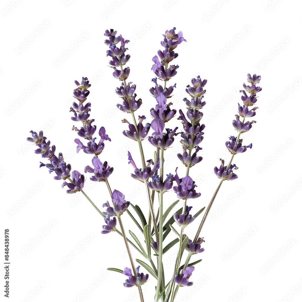 Obraz premium High-quality image of fresh lavender flowers in full bloom, showcasing their vibrant purple hues against a white background.