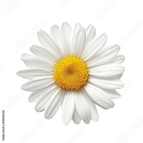 A close-up image of a beautiful white daisy with a vibrant yellow center, showcasing the details of its petals and intricate floral structure.