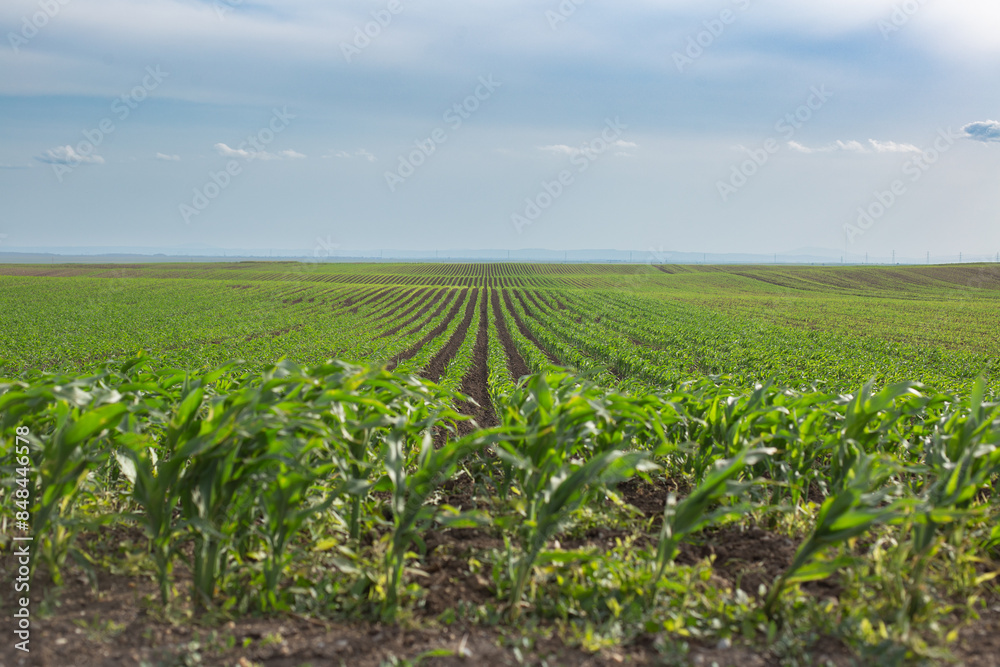 Green plantations grow in the field. Vegetable rows. Farming, agriculture. Landscape with agricultural land. Green plantations grow in the field. Vegetable rows. Farming, agriculture. Landscape with agricultural land.