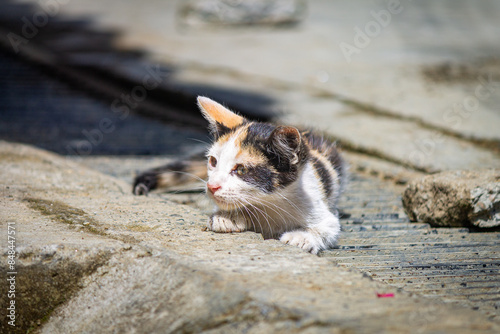 Little beautiful cute adorable little calico tortoiseshell kitten cat looking something to eat or attack, Wildlife. photo