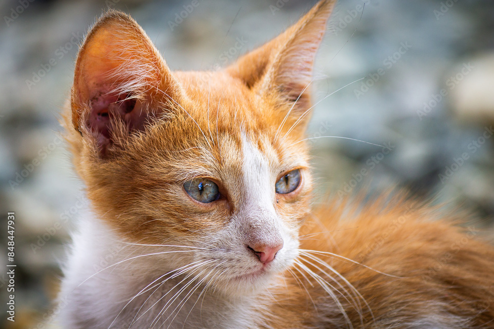 Orange domestic kitten looking away, nice blurry background Orange domestic kitten looking away, nice blurry background