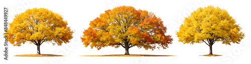 Сollection set of yellow trees in autumn isolated on a transparent background