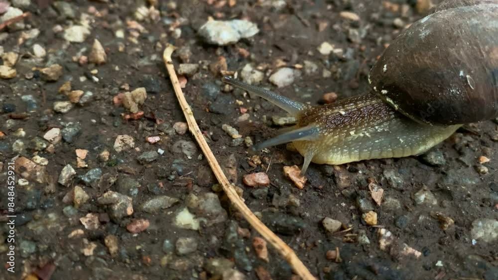Garden Snail Slowly Moving On The Green Nature Landscape. They live in humid and rainy places. Garden Snail Slowly Moving On The Green Nature Landscape. They live in humid and rainy places.