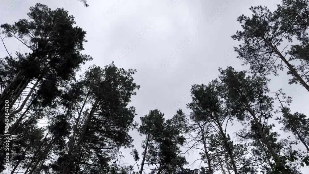 trees and sky. Wind in the forest. Trees and wind. Sky trees and sky. Wind in the forest. Trees and wind. Sky