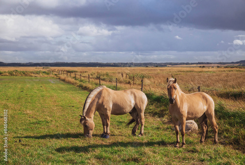 Beautiful thoroughbred horses with foal graze in the meadow at sunset