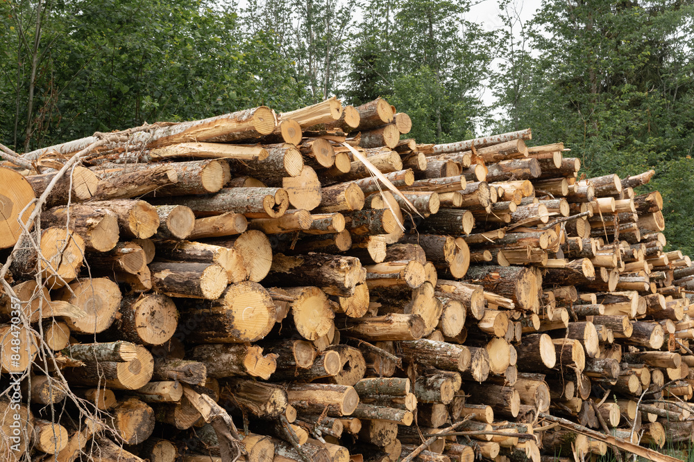 A large pile of sawn logs of tree trunks in the forest against the background of green trees on a cloudy day A large pile of sawn logs of tree trunks in the forest against the background of green trees on a cloudy day
