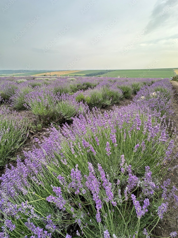 Obraz premium Lavender field