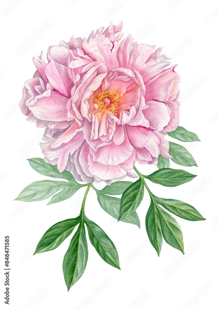 Obraz premium Watercolour painting pink peony flower. Beautiful pink petals in watercolour technique. Use Pink peony flower as postcard, poster, print, invitation, label, illustration. Botanical illustration.
