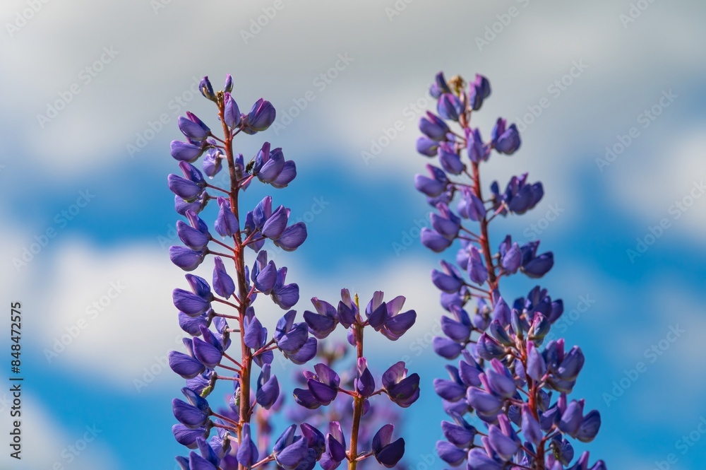 Obraz premium Lupine branches against blue sky background