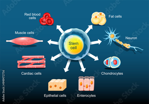 Stem cells Differentiation