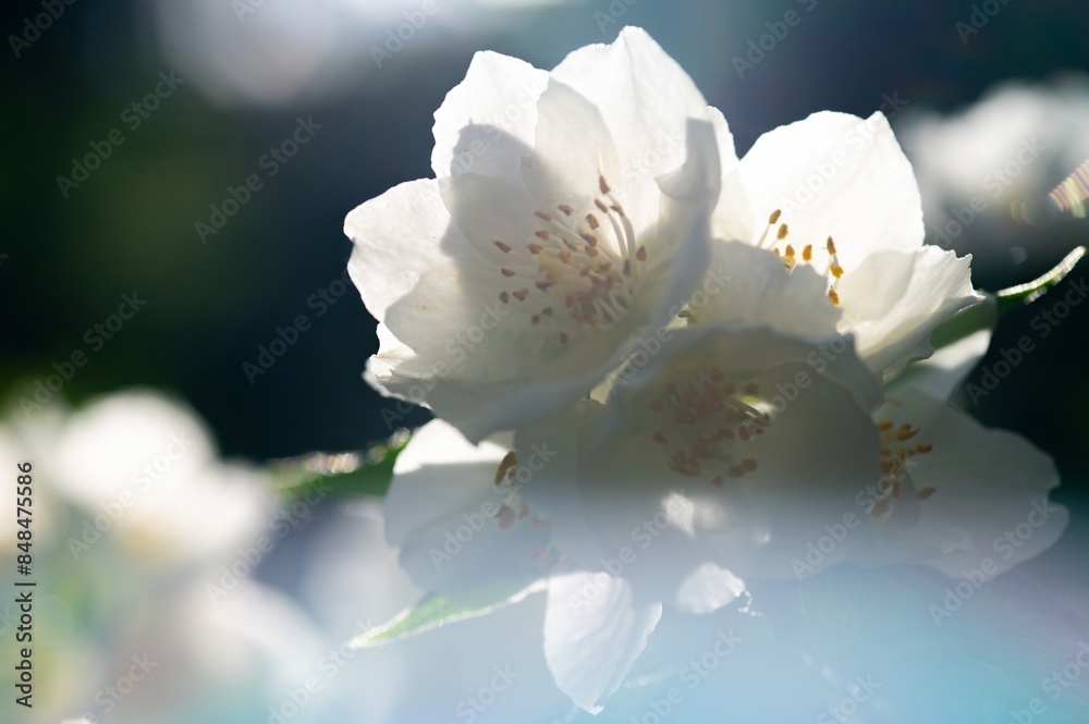 Obraz premium Philadelphus lewisii, Lewis's Mock-orange, fragrant white flowers