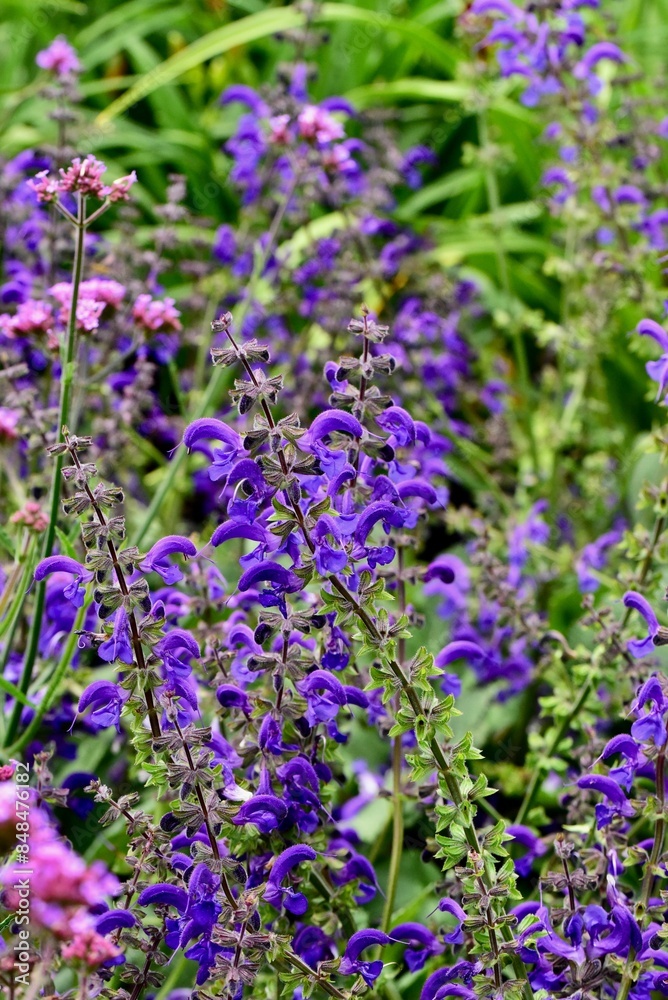 Fototapeta premium Close-up of vibrant purple and pink flowers in a lush garden setting