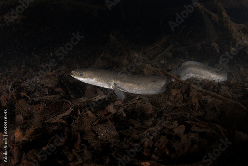 European eel is hiding on the bottom. Eel in freshwater. Nightdive in the lake. Rare fish looks like snakes.  photo