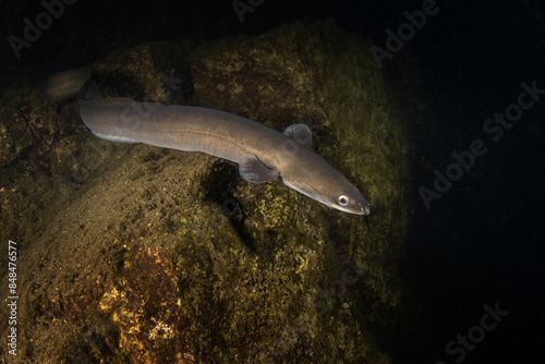 European eel is hiding on the bottom. Eel in freshwater. Nightdive in the lake. Rare fish looks like snakes.  photo