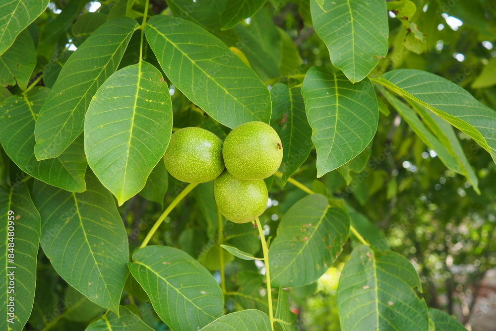 Juglans regia, the Persian, English, Carpathian or Madeira walnut, common walnut. large deciduous tree. Food allergen sources. Foliage and fruits close up. Edible walnut in garden Juglans regia, the Persian, English, Carpathian or Madeira walnut, common walnut. large deciduous tree. Food allergen sources. Foliage and fruits close up. Edible walnut in garden