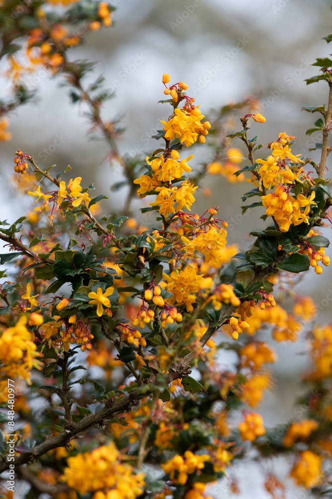 Close up of Darwins barberry (berberis darwinii) flowers in bloom Close up of Darwins barberry (berberis darwinii) flowers in bloom