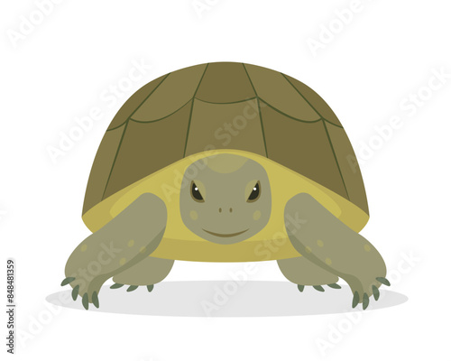 Green sea or ocean Turtle front view. Aquatic and terrestrial reptilian animal. Pet turtle for home. Vector icon illustration on white background.