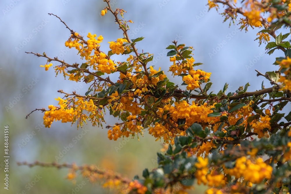 Close up of Darwins barberry (berberis darwinii) flowers in bloom Close up of Darwins barberry (berberis darwinii) flowers in bloom