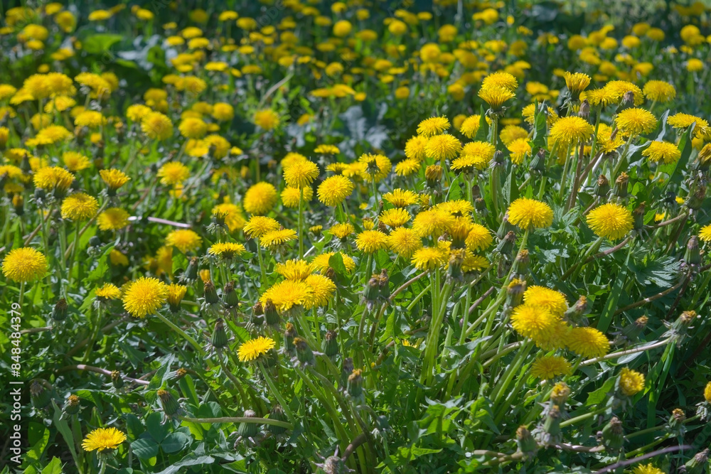 Field of yellow dandelions. Summer field of dandelions. Taraxacum officinale, the common dandelion. Field of yellow dandelions. Summer field of dandelions. Taraxacum officinale, the common dandelion.