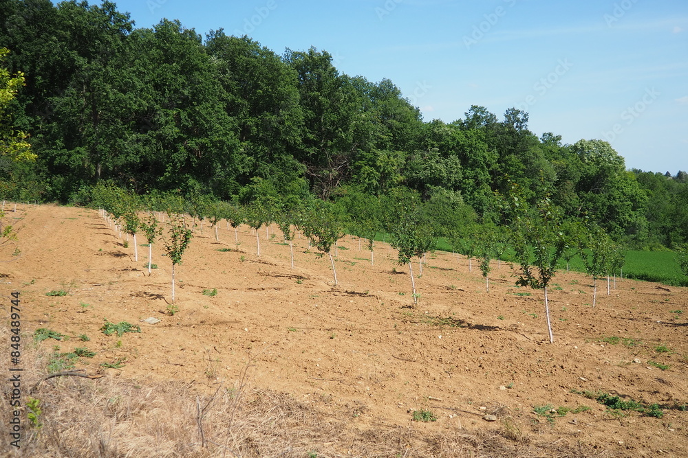 An apple tree sapling is planted in garden soil in the spring, in a hole. Tree planting season. Plowed fields on Fruska Gora, Serbia, National park An apple tree sapling is planted in garden soil in the spring, in a hole. Tree planting season. Plowed fields on Fruska Gora, Serbia, National park