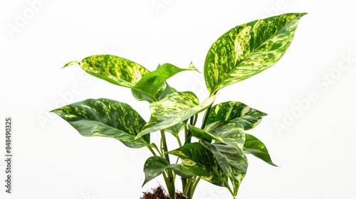 Isolated plant on white background